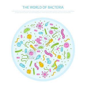 小分子玻尿酸细菌插图同颜色的细菌培养璃平微生物学矢量插图插画