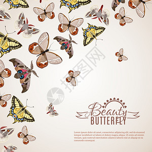 奥皮里奥蝴蝶现实背景美丽的蝴蝶装饰背景与同的蛾机器矢量插图插画
