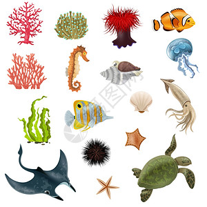 海洋生活卡通图标套海洋生物卡通图标与鱼珊瑚海藻外壳无脊椎动物矢量插图背景图片
