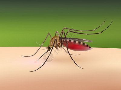 蚊子吸血人体矢量插图上真实的三维蚊子吸血背景图片