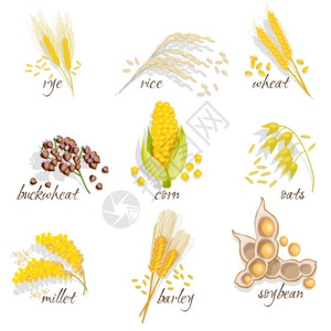 即食燕麦谷物图标谷物图标黑麦小麦玉米燕麦小米大豆穗的谷物矢量插图插画
