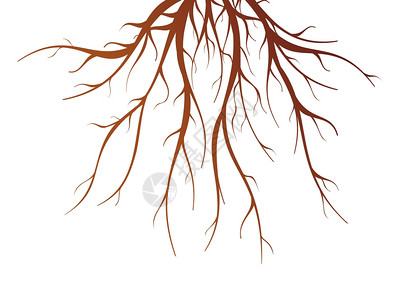 烂树根树根孤立插图棕色树根白色背景上的平孤立矢量插图插画