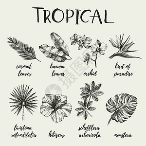 手绘复古素描热带植物套矢量插图图片