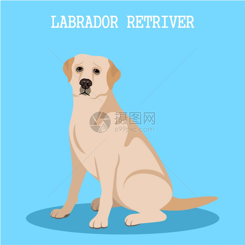 蓝底的拉布拉多猎犬矢量图片