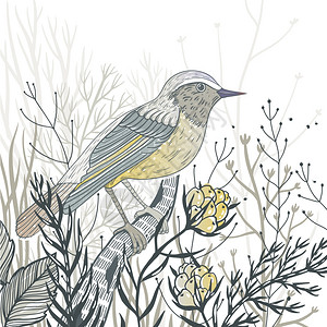 矢量手绘野生鸟类植物的插图背景图片