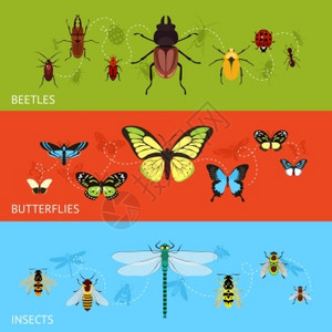 昆虫彩色装饰横幅平甲虫蝴蝶矢量插图背景图片