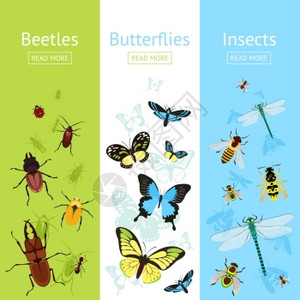 昆虫着色装饰垂直横幅平与甲虫蝴蝶矢量插图图片