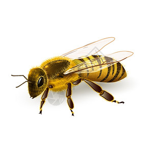 蜜蜂条纹黄蜂昆虫真实的白色背景矢量插图背景图片