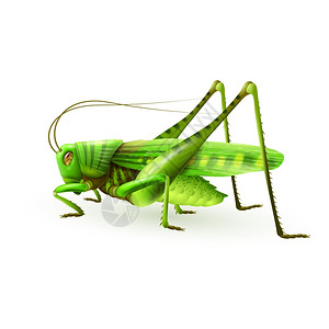 绿色蚱蜢蜈蚣昆虫真实的白色背景矢量插图背景图片