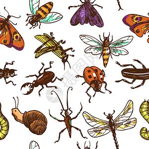 昆虫素描彩色装饰无缝图案与昆虫蝴蝶蜻蜓矢量插图图片