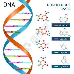 结构简单DNA碱基化学生物化学生物技术科学符号海报矢量插图插画