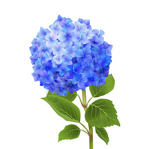 白色背景矢量插图上分离出真实的蓝色绣球花分离出蓝色绣球花图片