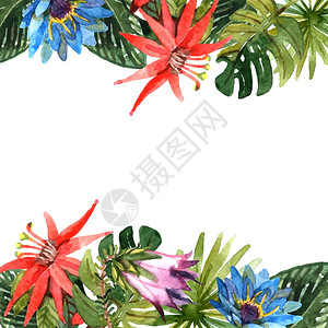 热带树叶奇花枝水彩边框插图热带树叶插图图片