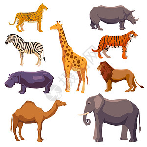 非洲动物装饰集豹斑马河马长颈鹿,骆驼,大象,狮子,非洲动物装饰集背景图片