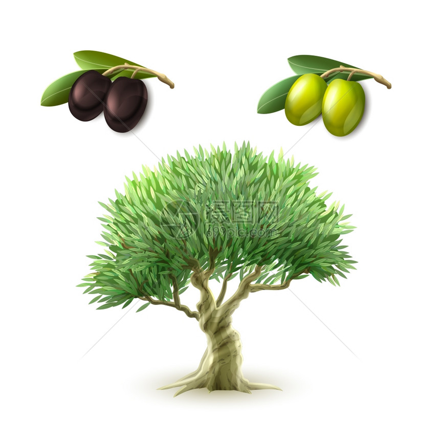 橄榄油初级产品套装橄榄油生产传统初级产品象形图集绿色黑色橄榄抽象孤立矢量插图图片