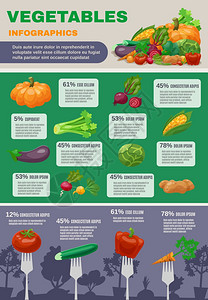蔬菜信息图集蔬菜信息图集与南瓜白菜甜菜根茄子平矢量插图图片