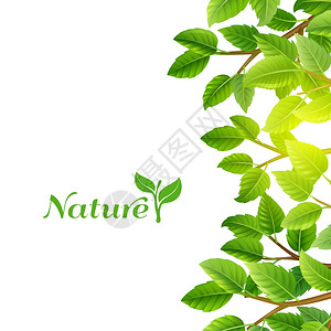 阿斯彭绿叶自然背景打印自然生态星球清洁能源绿叶树木树枝生态背景海报打印抽象矢量插图插画
