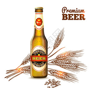 啤酒与现实瓶素描小麦耳朵背景矢量插图啤酒素描的图片