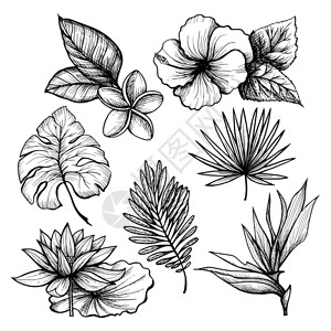黑白手绘制的热带叶花卉矢量插图热带树叶图片