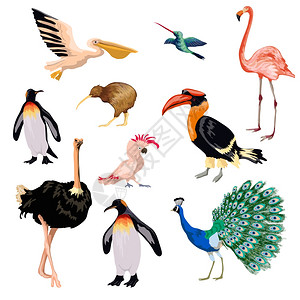 异国情调的鸟类装饰图标与鹈鹕鹦鹉火烈鸟企鹅矢量插图异国情调的鸟集图片