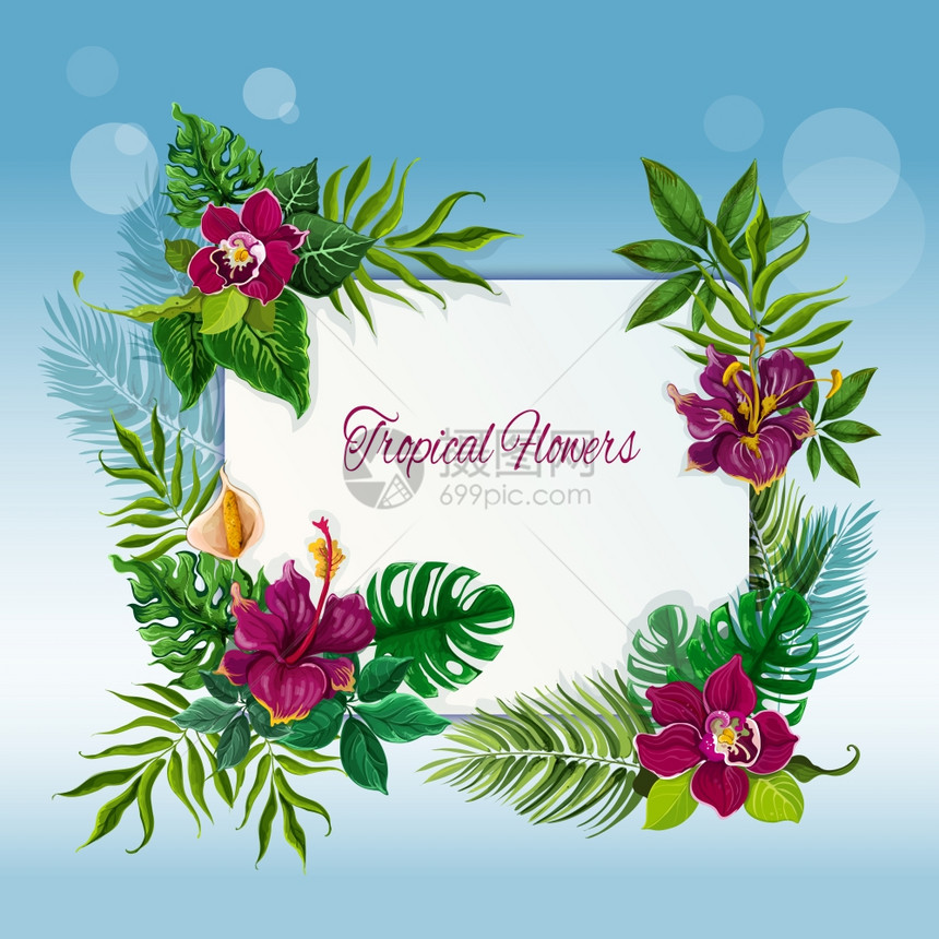 热带花卉树叶框架异国情调的热带绿叶框架的信息笔记与芙蓉兰花的抽象矢量插图图片