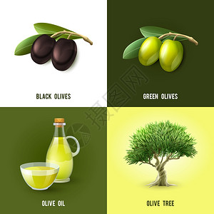 橄榄集黑色绿色橄榄油树图标孤立矢量插图橄榄理念图片