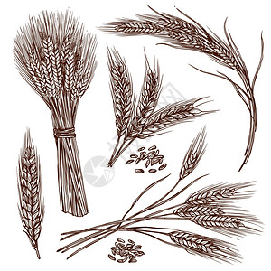 即食燕麦小麦穗谷物作物草图装饰图标孤立矢量插图小麦素描套装插画