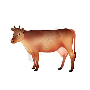 白色背景矢量插图上分离的真实棕色农场奶牛现实的棕色母牛图片