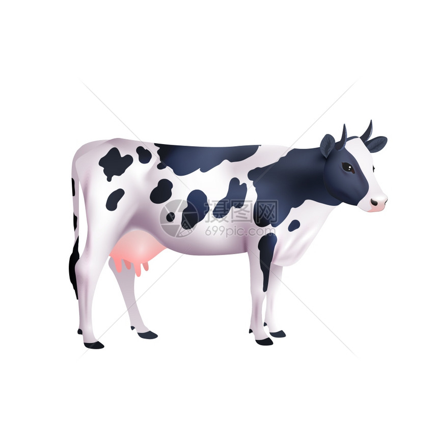 国产黑白斑点牛分离白色背景现实矢量插图奶牛写实插图图片