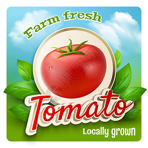农场市场宣传海报与现实的番茄绿叶背景矢量插图西红柿宣传海报图片