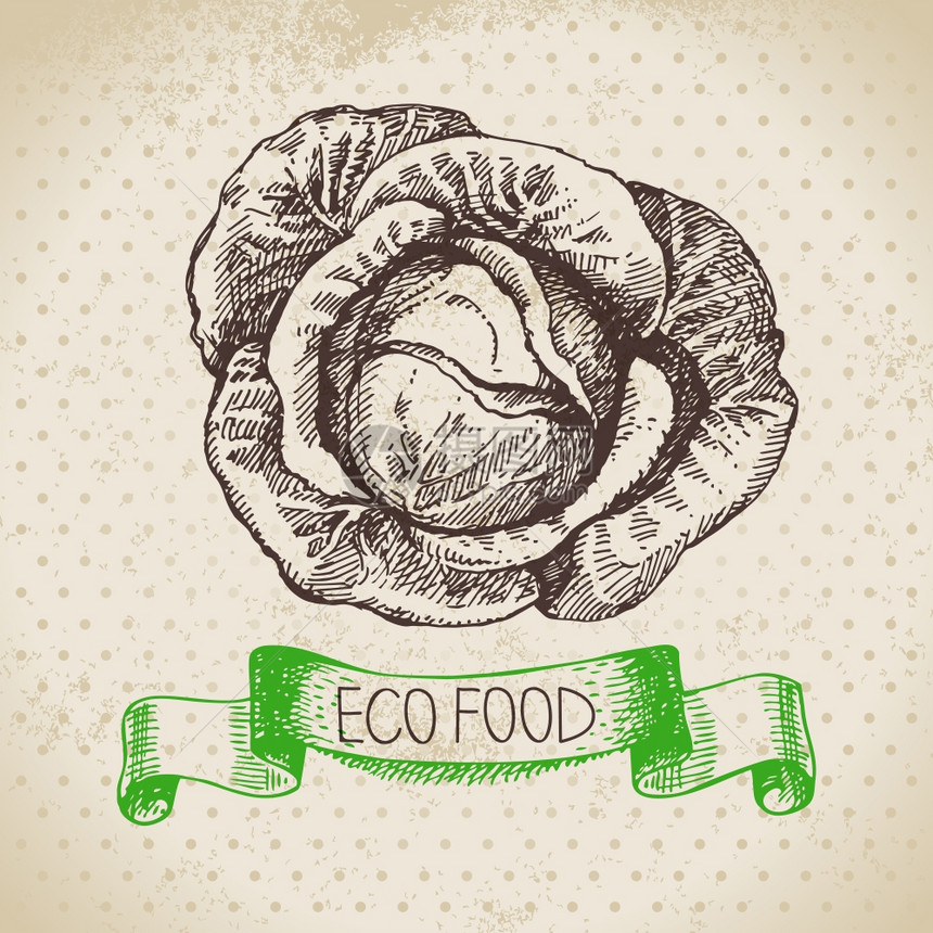 手绘素描卷心菜蔬菜生态食品背景矢量插图图片