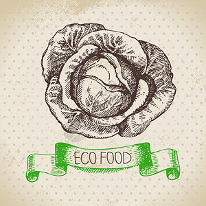 蔬菜花束手绘素描卷心菜蔬菜生态食品背景矢量插图插画