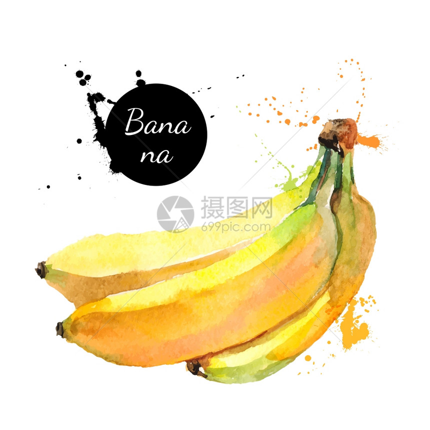 手绘水彩画白色背景上水果香蕉的矢量图图片