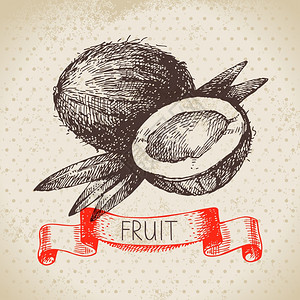 手绘素描水果椰子生态食品背景矢量插图高清图片