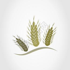 三只耳朵的小麦矢量插图背景图片