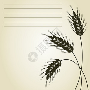 三上悠亚小麦灰色背景上的三耳小麦矢量插图插画