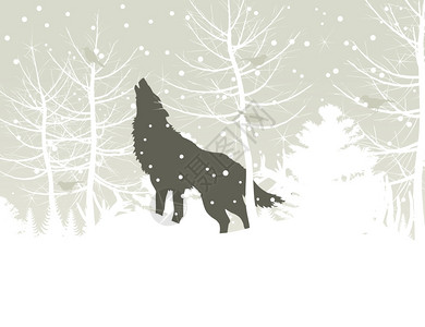 狼冬天的树林里嚎叫矢量插图图片