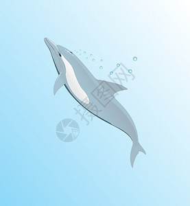 海豚海豚漂浮水上矢量插图背景图片