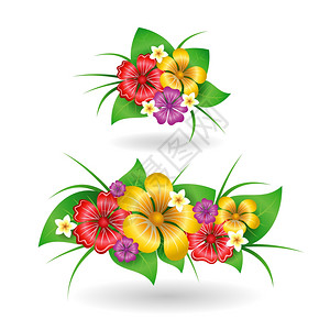 热带花卉装饰元素孤立矢量插图图片