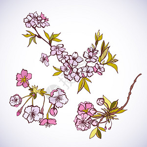 开花樱花装饰元素孤立矢量插图图片