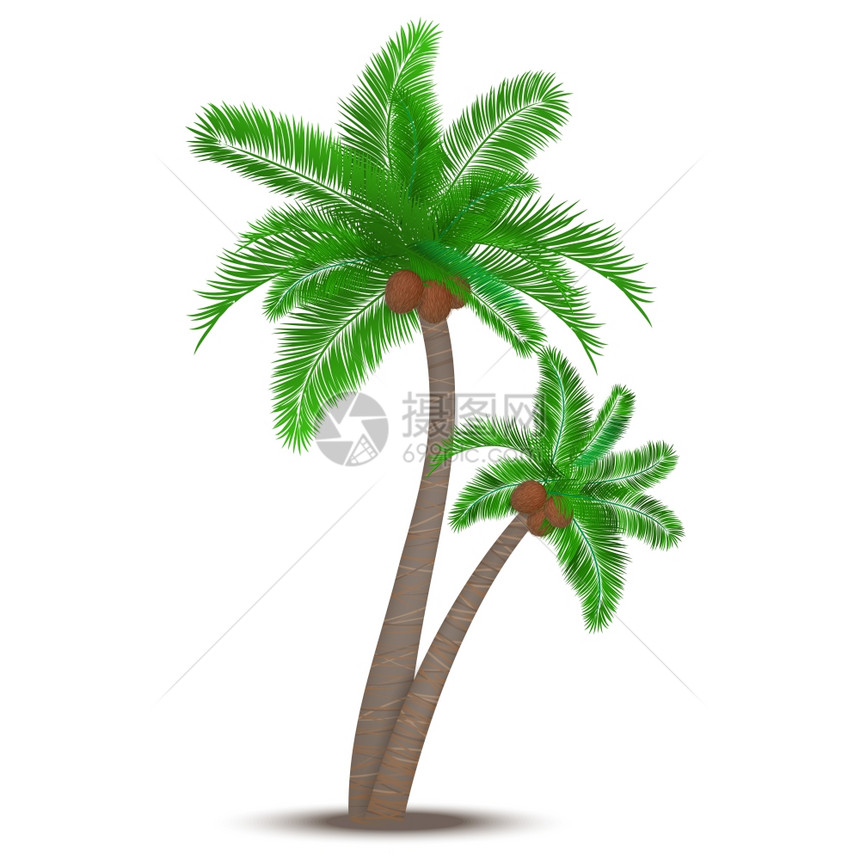 热带棕榈树与椰子象征矢量插图图片