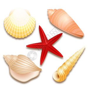 扇贝海星贝壳集红海星孤立矢量插图插画