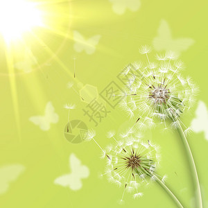 白色蒲公英与夏季太阳背景矢量插图背景图片