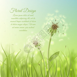 花海报的蒲公英与花粉绿草背景矢量插图背景图片