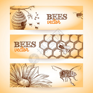 蜜蜂蜂房梳子花卉素描横幅矢量插图图片