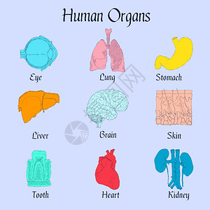 人体器官平图标集肝脑皮肤牙齿分离矢量图图片