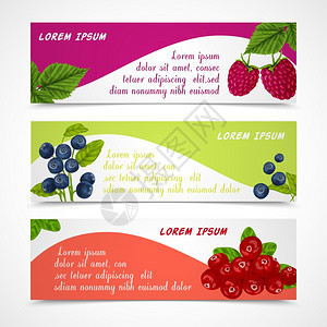 天然机森林浆果横幅套覆盆子蓝莓草莓模板矢量插图图片