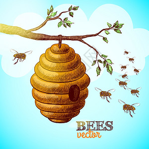 蜜蜂蜂巢上的树枝背景矢量图插画