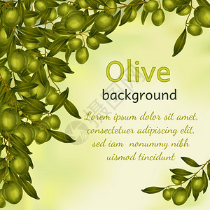 机天然食品橄榄树枝背景矢量图图片