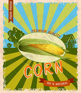 复古优质天然玉米秸秆广告海报矢量插图图片